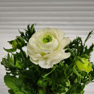 重瓣洋牡丹盆栽鲜花带花苞u花苗四季开花耐寒室内庭院阳台花卉植