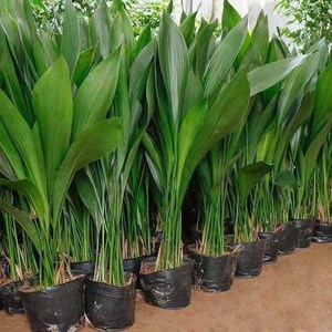 四季长青室内客厅观叶植物绿植盆景一叶兰耐阴耐冻室内花卉盆栽