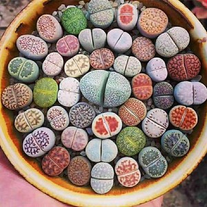 生石花多肉盆栽石生花屁股花屁屁花石头花室内阳台绿植物南非混合