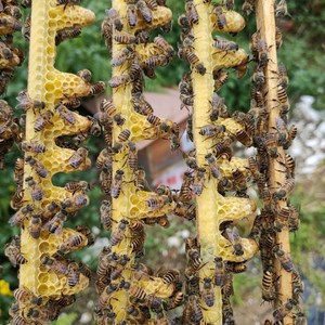 阿坝蜂王台大麻蜂王台川东蜂王处女王产王种王中蜂养殖土蜂新蜂王