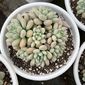 2222墨墨园艺多肉b植物鱼子酱洛可可多头群生g老桩一物一拍阳台a.