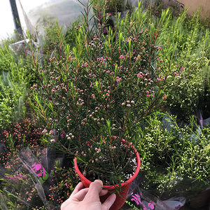 22o进口澳洲腊梅盆栽观花卉植物苗 淘金彩梅阳台庭院多年生耐寒a.