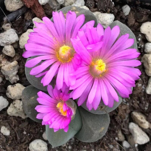 22无比玉多肉 开紫色花 彩色春桃无比玉群r生肉锥 生石花 考拉农