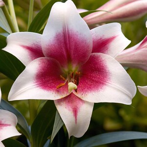 粉特里昂菲特 triumphator 荷兰进口百合种球lo铁炮百合盆栽地栽