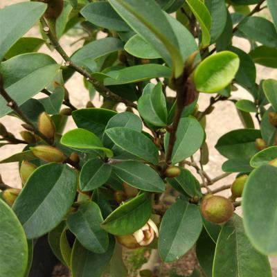 【含笑花盆栽香妃】含笑花盆栽香妃品牌,价格 - 阿里巴巴