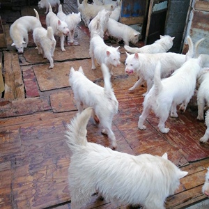 纯种下司犬幼犬活体贵州下司犬虎头猫耳枪尾出售短毛下司猎犬