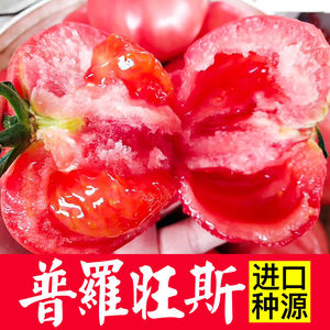 寿光普罗旺斯沙瓤番茄苗西红柿苗四季种籽进口种子圣女果苗盆栽