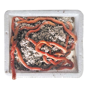 福建活沙蚕红沙蚕红青虫海蜈蚣海蚯蚓活饵海钓野钓鱼饵诱饵