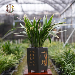 兰花墨兰太平洋春节前后开花浓香型客厅阳台窗台观赏花卉植物盆栽