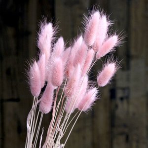 2021粉色兔尾草干i花兔尾巴草干花花真花干花小花束干花花束小束.