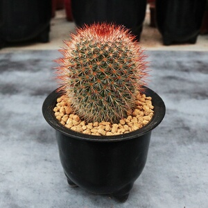 红太阳仙人球猩猩丸带花苞发货开花开一圈的实生仙人球品种防辐射