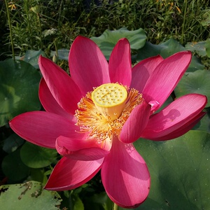 【碗莲北京红】碗莲北京红品牌,价格 - 阿里巴巴