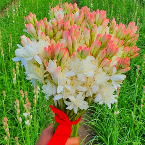 晚香玉种球夜来香花苗浓香型多年生植物室内外庭院四季易种活花卉