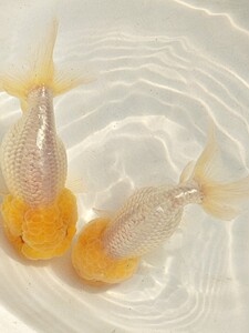 虎头菠萝头徐州金鱼活体鱼苗精品白猫狮寿观赏鱼冷水玉兔眼好养活