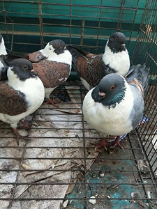 三色摩登娜鸽子