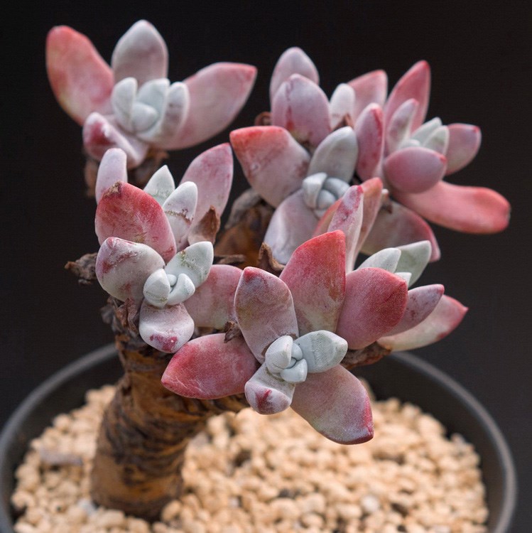 多肉植物仙女杯苹果叶初霜无砍老桩法瑞诺莎一物一拍多图可选