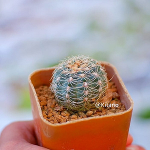 22红刺罗星丸仙人球多肉植物p裸萼属樱花易养易开花粉花室内绿植