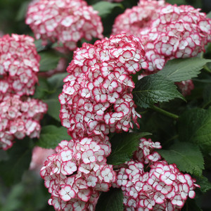 知春园艺 美佳子日本新品大花绣球花园露台阳台盆栽花卉植物