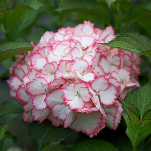 知春园艺 鸡尾酒大花绣球八仙花花园露台阳台盆栽花卉植物