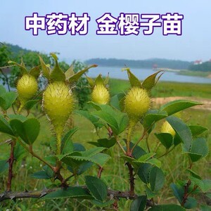 金樱子苗 药材苗树苗无刺金婴子野生正宗带刺盆栽刺梨植物糖罐子