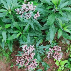 云南解放草飞机草佩兰水香都梁香大泽兰梗泽兰香草醒头草佩兰苗