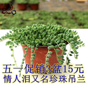 新品风不动佛珠吊兰多肉植物垂吊室内盆栽好养的绿植爆盆泰国y佛