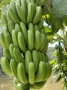 云南西双版纳原生态现摘香蕉绿色新鲜水果软糯香甜banana10斤包邮