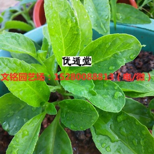 2021顺丰包邮胰岛树苗胰岛素苗尼基罗草苗降糖草树苗血糖活苗n绿