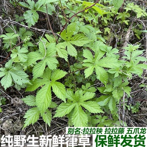 葎草 拉拉秧 拉拉藤 五爪龙 新鲜农村天然中药材草药现采包邮