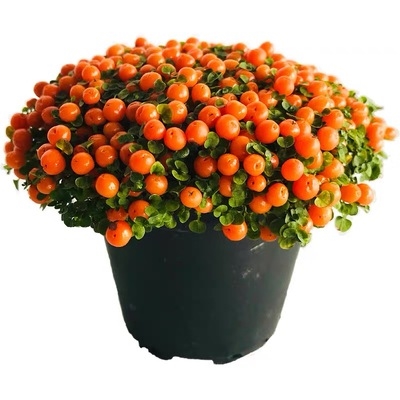 珍珠橙盆栽 吉祥果多肉花卉桌面室内 观果绿植t物 迷你红果薄柱