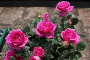 000人付款淘宝欧月月季花苗微月大花海洋欢腾月季阳台庭院四季花卉