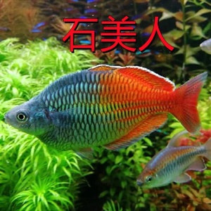 【石美人热带鱼】石美人热带鱼品牌,价格 - 阿里巴巴