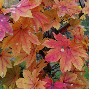 日本红枫赤芽羽团扇大叶色彩好抗性佳花园阳台趣味观叶植物盛之轩
