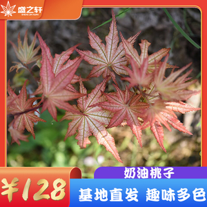 盆栽大型植物日本红枫脉叶奶油桃子阳台花园庭院趣味多色观叶品种