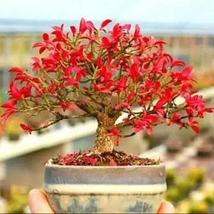 0832淘宝鬼箭羽树苗卫矛鬼剑羽苗四面锋鸡条药材盆景绿植1人付 199