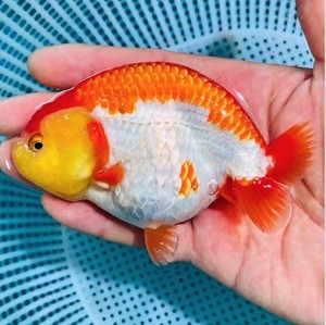 私拍不发货金鱼兰寿观赏鱼福州潘氏水重墨五虎群游冷水鱼奶牛寿