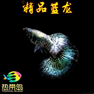 22稀有蓝龙孔雀鱼泰国纯种品活体鱼蓝马赛克孔雀鱼怀孕母鱼w下崽