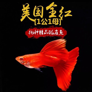 【蓝马赛克孔雀鱼】蓝马赛克孔雀鱼品牌,价格 - 阿里巴巴