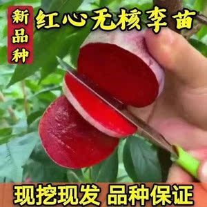 嫁接新品种无核红心甜脆巨王李子树苗特大南北方四季种植当年结果