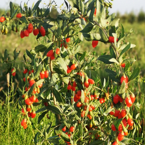 22野生有机食用枸杞苗南北方四季种植苟杞果树苗老桩盆景f枸杞子