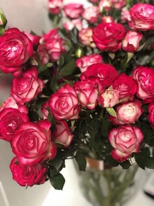 新品宏阳台月季狮子座多头玫瑰四季灌木庭院别墅包n活包对版小苗