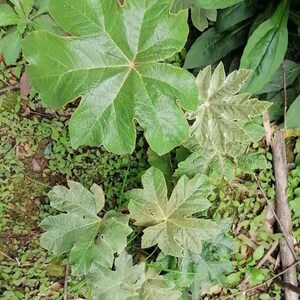 000人付款淘宝【缝补记】原创现货通草花小白花清新仙女通脱木汉服