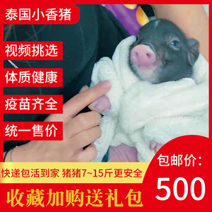 小型好养迷你幼体网红泰国小香猪长不大活体宠物猪好养幼崽活物猪