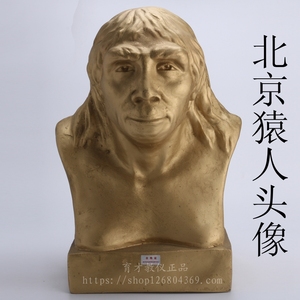 头部器c史地模型仪器模型北京北京人仪教学猿人历史头像