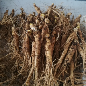 西洋参种植苗新鲜人参苗山参苗野山参鲜人参包活整枝参苗10支包邮