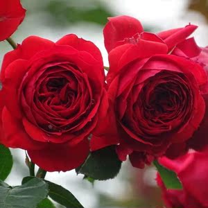 440人付款淘宝粉龙树桩月季粉龙树状月季树老桩大花朵