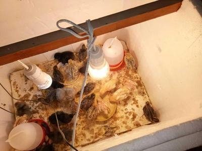 育雏保温箱小鸡控鸡温恒温箱w加控灯具化保暖鸡仔观察温舍器鸭小
