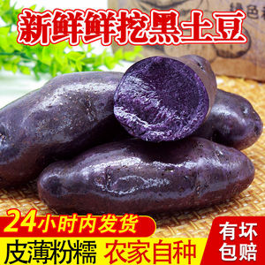 黑土豆新鲜现挖黑美人紫土豆紫色马铃薯黑洋芋富含花青素蔬菜包邮