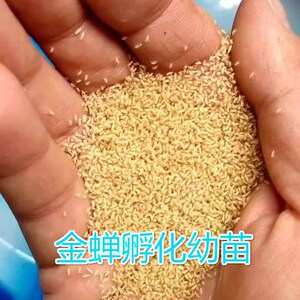 金蝉活苗活体幼苗蝉蚁知了猴种子金蝉养殖孵化种卵爬蚱卵枝虫卵