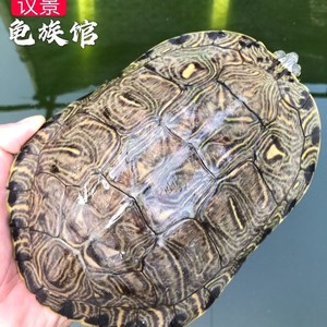 乌龟大龟特大巴西龟超大下蛋乌龟活物宠物招财龟镇宅